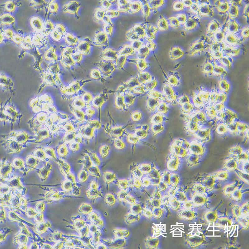 L6（大鼠成肌细胞）