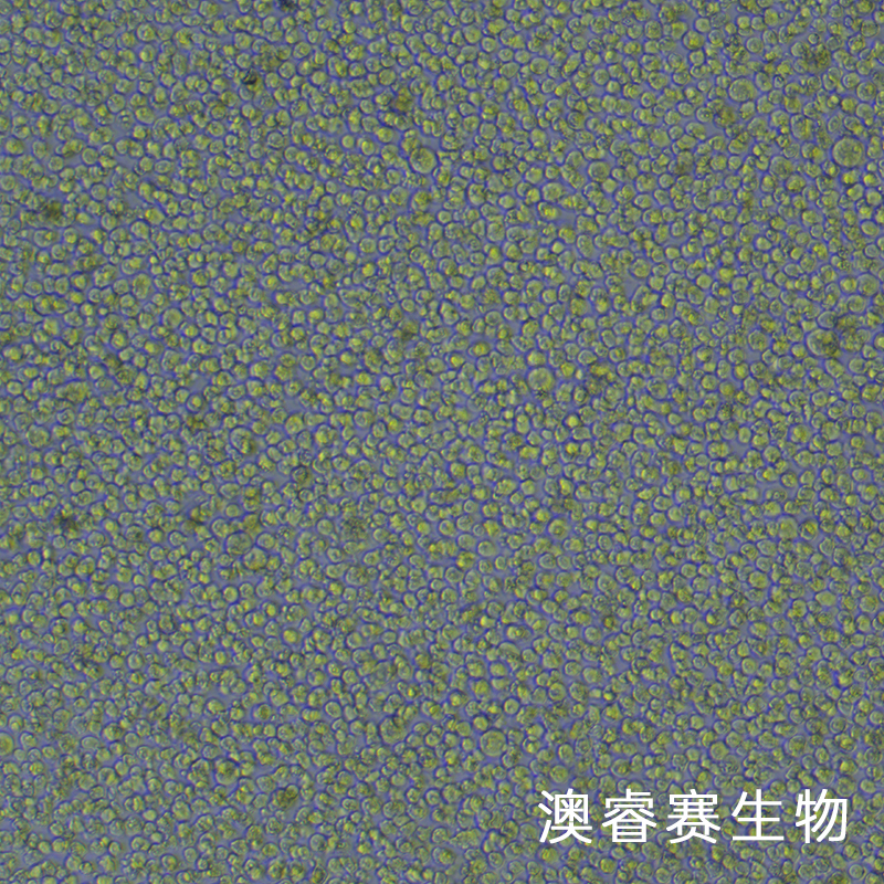 KG-1（人急性骨髓性白血病细胞）