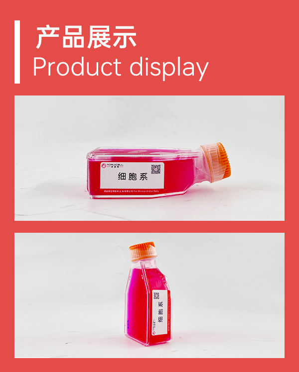 CA46（人Burkitt's淋巴瘤细胞）