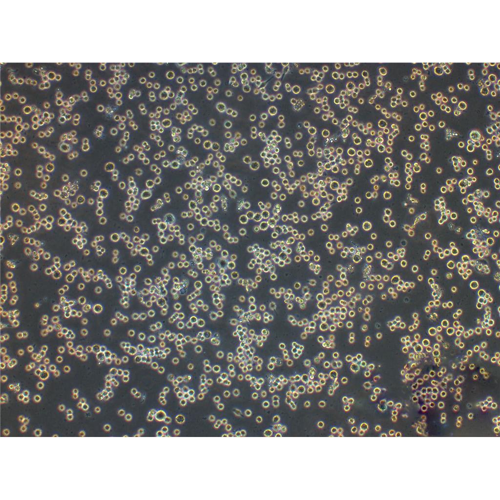 SW-10 Cells小鼠神经元细胞源头保种库|STR图谱