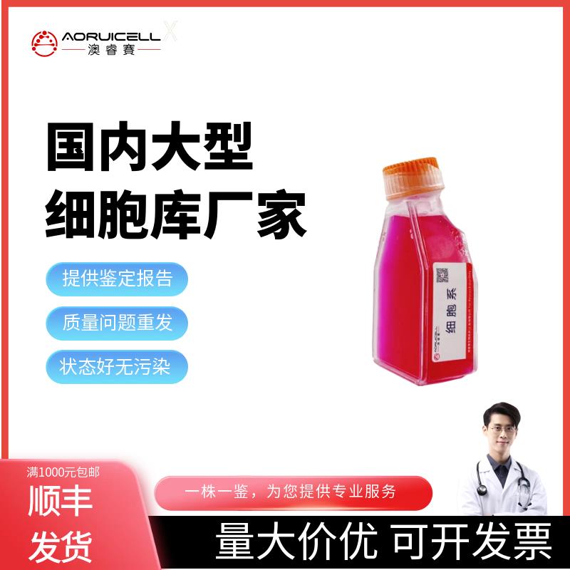 AGS（人胃腺癌细胞）