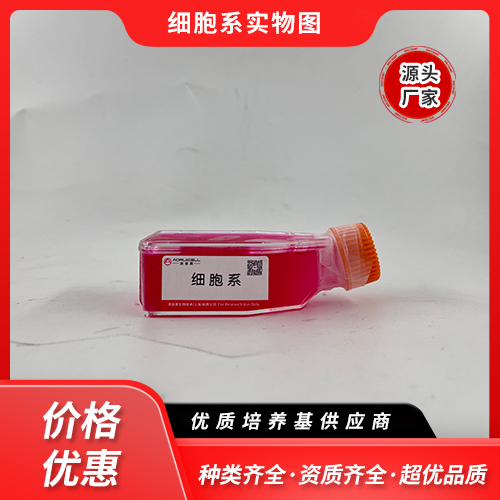 ACHN（人肾细胞腺癌细胞）