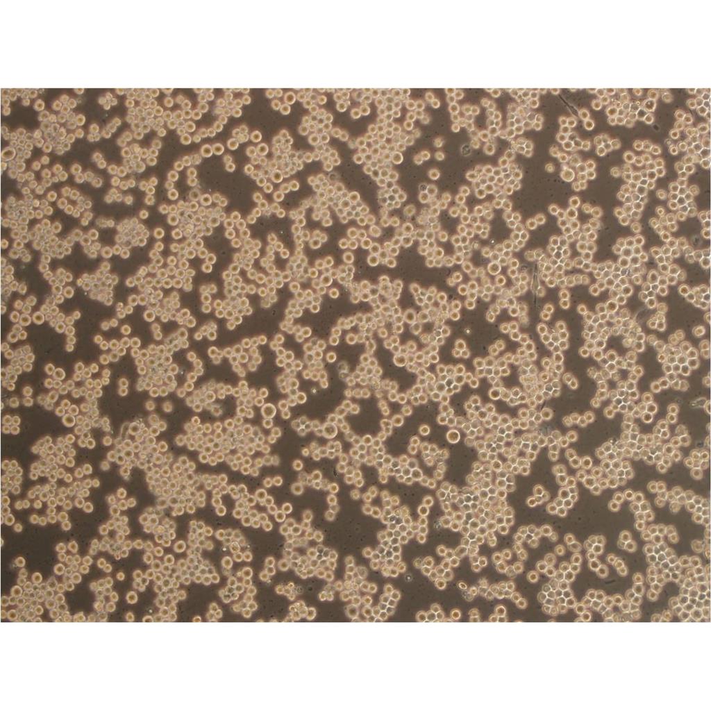 H4 Cells人脑神经胶质瘤细胞源头保藏中心|STR图谱