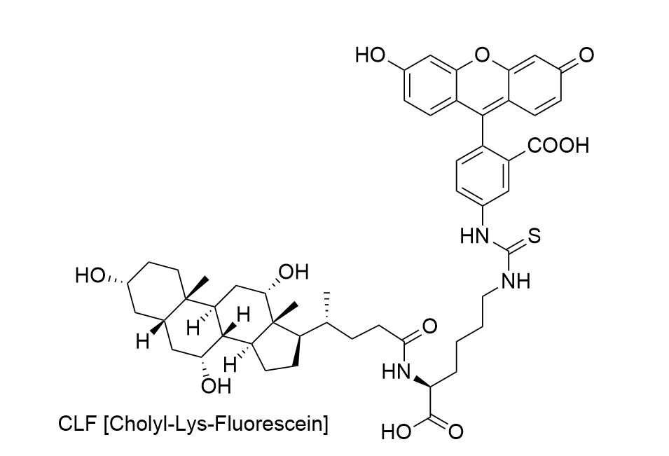 示踪探针：FITC标记胆酸（胆酸示踪探针CLF）