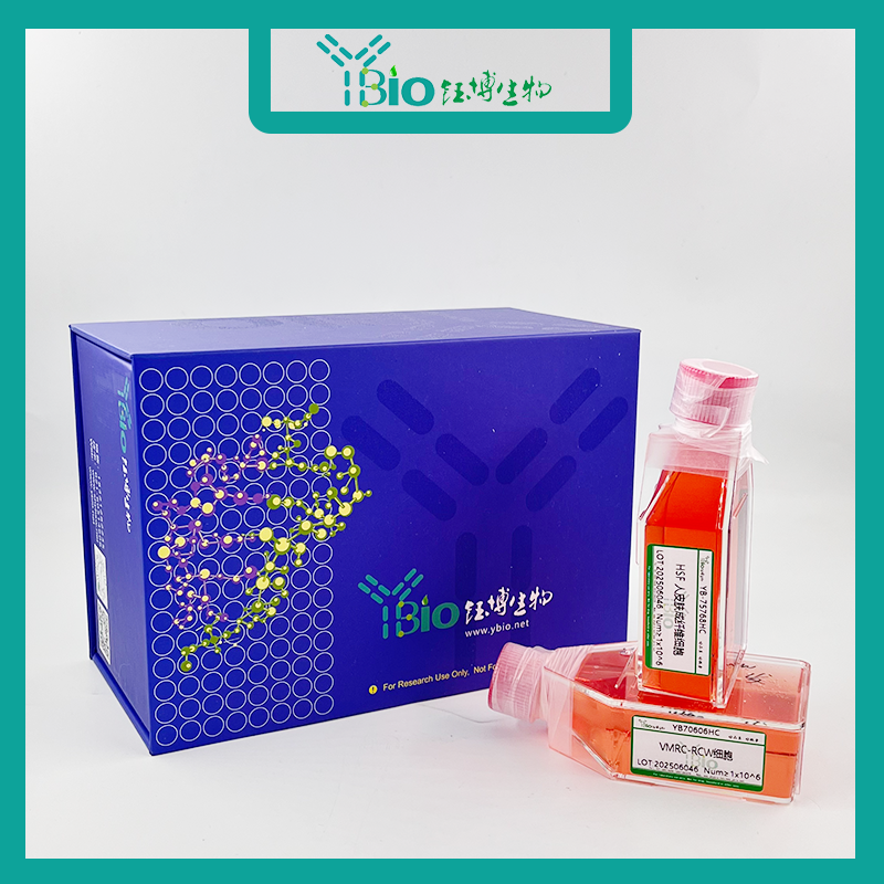 Hep B1.2（人肝癌细胞）YB-71351HC