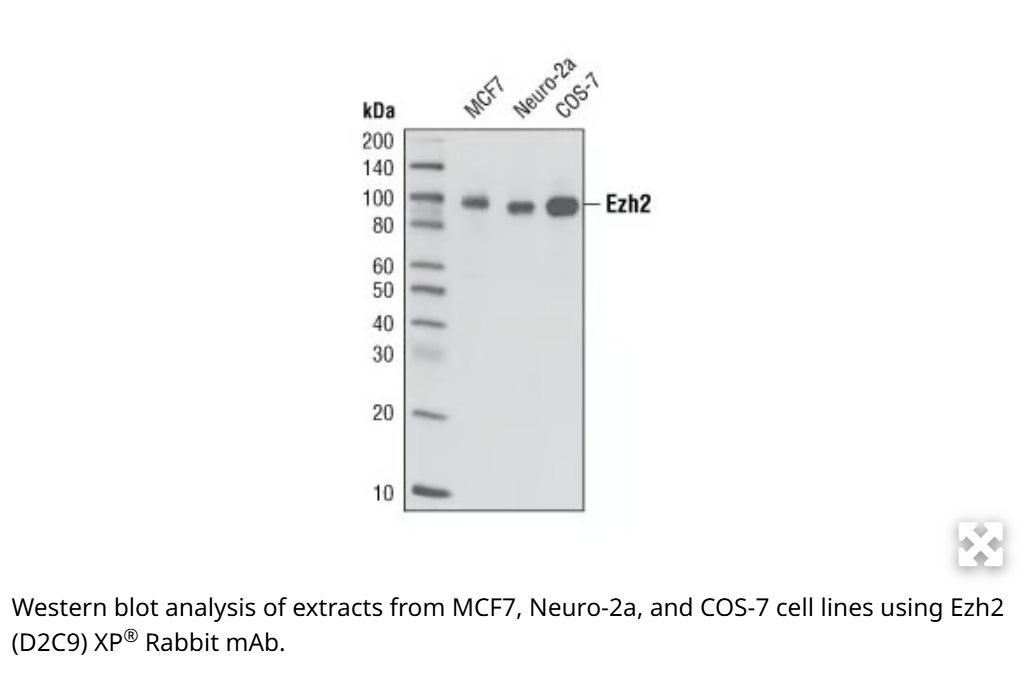 Cell Signaling（CST）代理