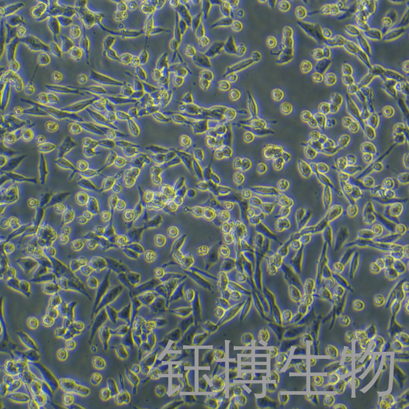 NCI-H446 [H446]（人小细胞肺癌细胞）YB-71401HC