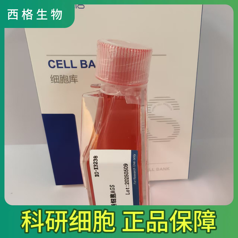 COLO680N人食管鳞状细胞癌细胞