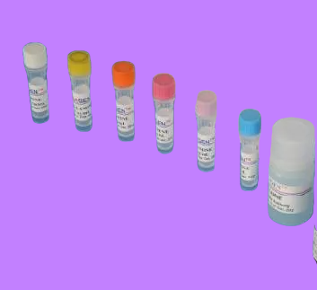 拟杆菌属染料法荧光定量PCR试剂盒