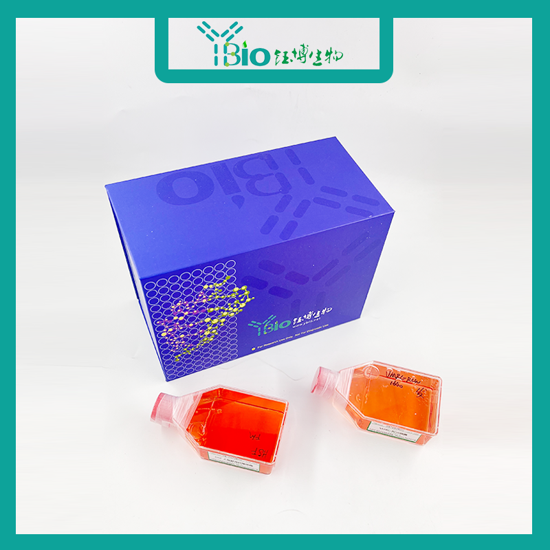 IMR-90（人胚肺成纤维细胞）YB-71538HC