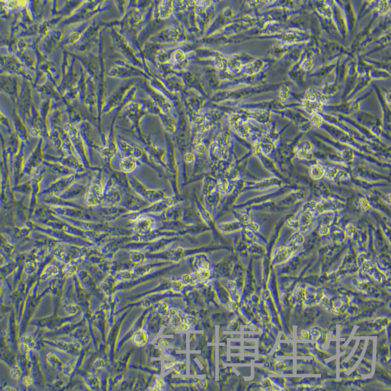 C643（人甲状腺癌细胞）YB-71648HC