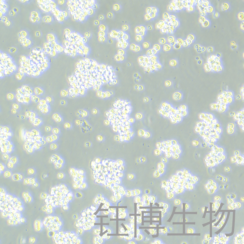 B95-8（绒猴EB病毒转化的白细胞）YB-75476OC