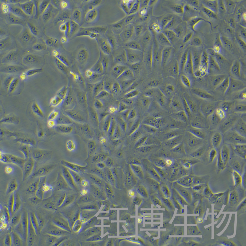 VERO C1008 [Vero E6]（非洲绿猴肾细胞）YB-75491OC