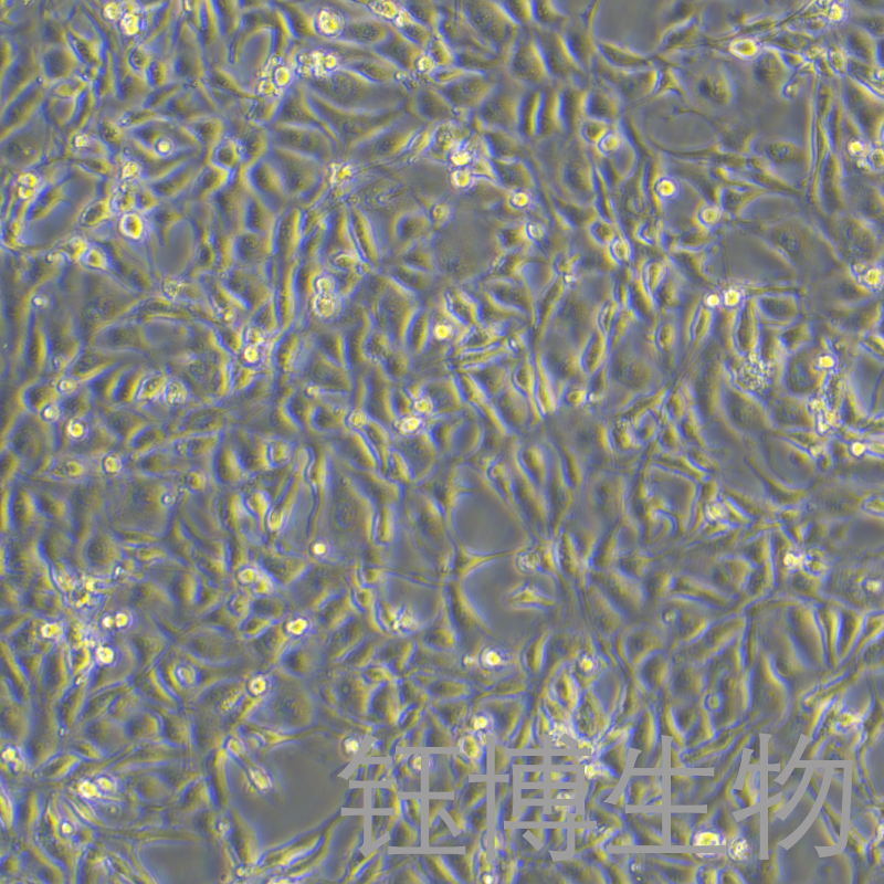 RK-13（兔肾细胞系）YB-75501OC
