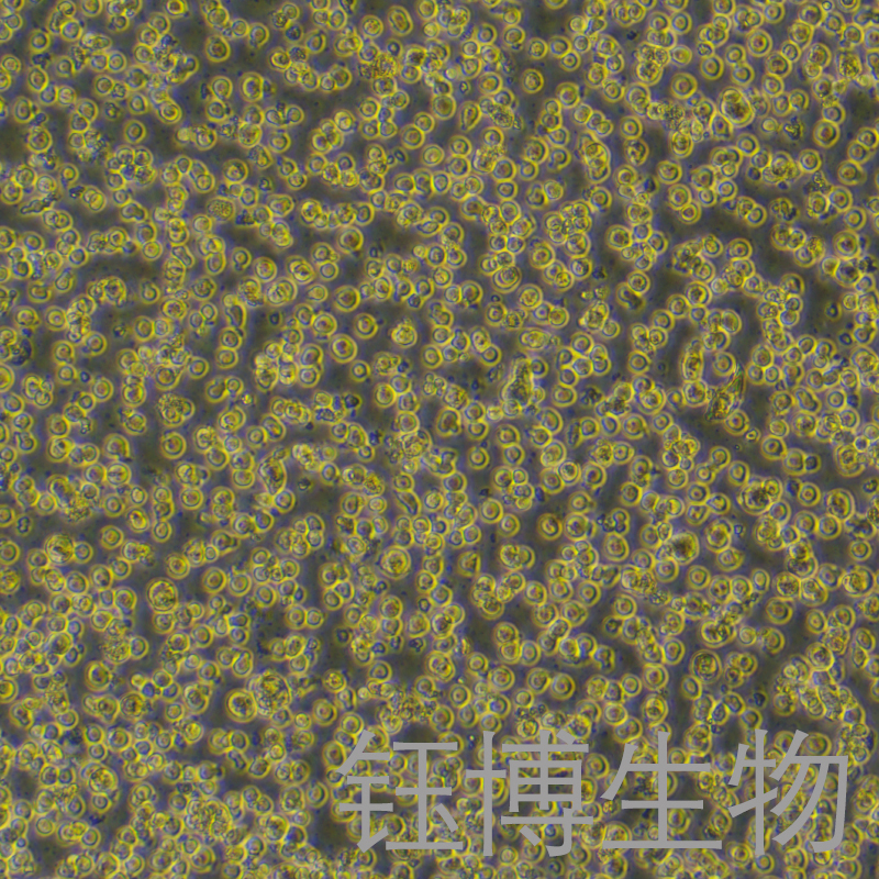 KG-1A（人急性髓性白血病细胞）YB-71680HC