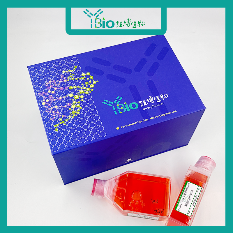 786-O-LUC-GFP-PURO（双标记的人肾透明细胞腺癌细胞）YB-71010HC-LGP