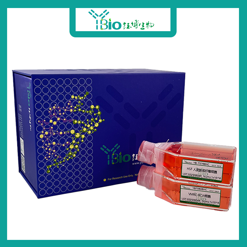 HEPG2-LUC-GFP-PURO（双标记的人肝癌细胞）YB-71103HC-LGP