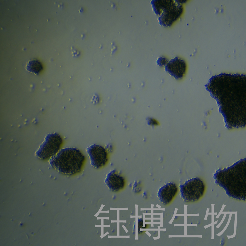 C8166-CD4（人T淋巴细胞白血病细胞）YB-71708HC