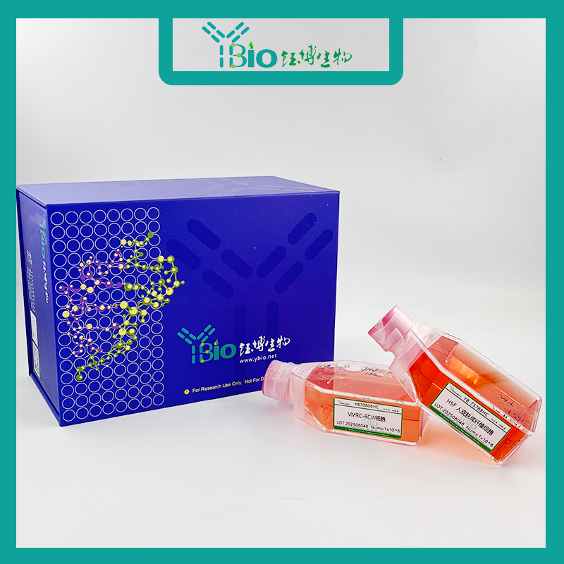 293 c18（人胚肾细胞）YB-71725HC