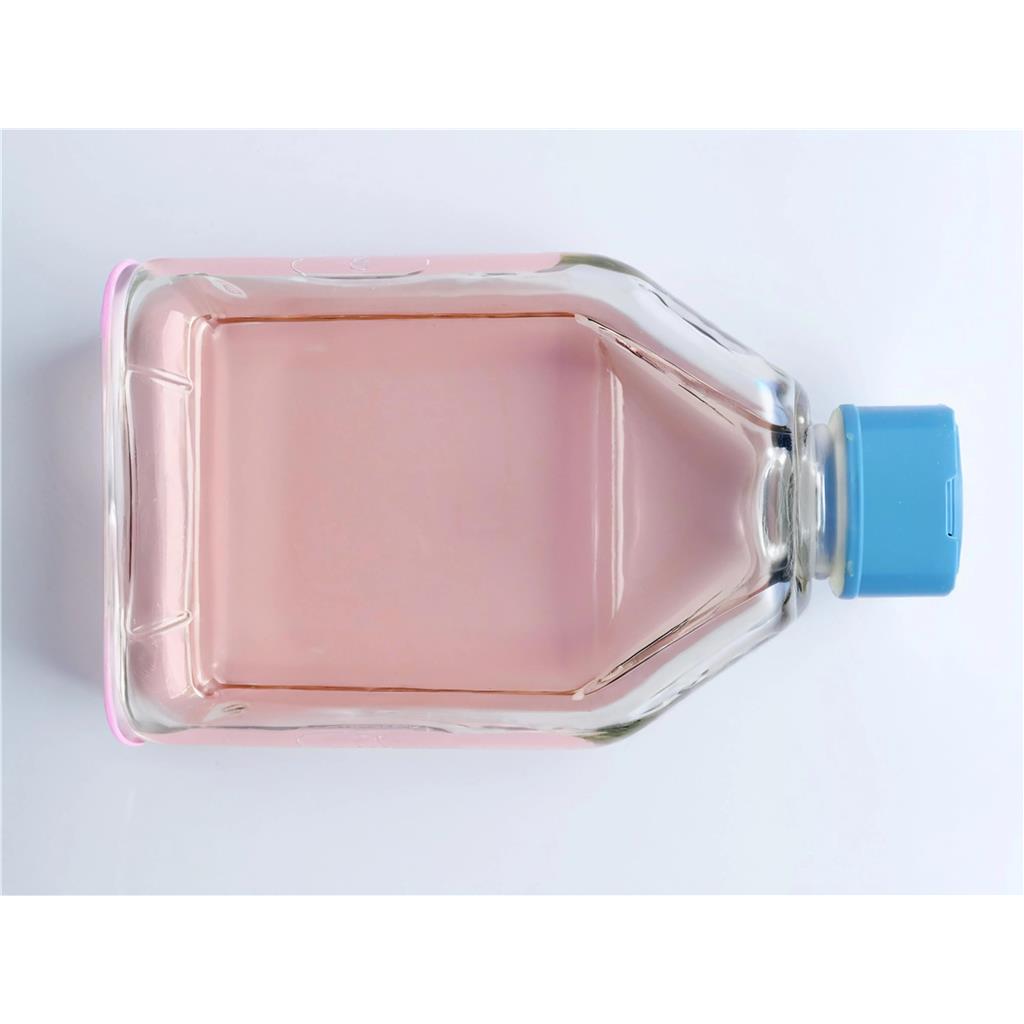 大鼠表皮干细胞 | 原代细胞 | EnkiLife恩玑生命