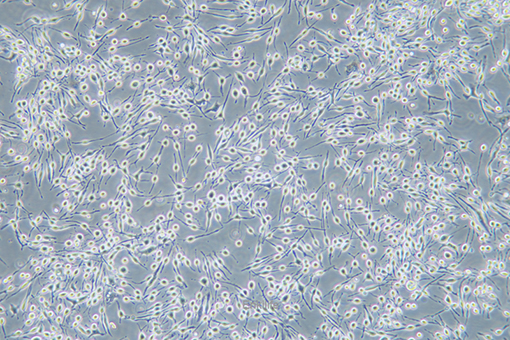 大鼠嗜碱性白血病细胞RBL-2H3(种属鉴定) | EnkiLife恩玑生命