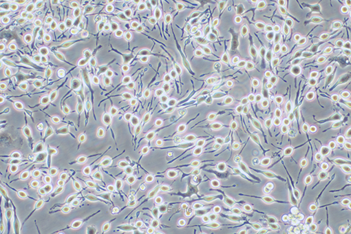 大鼠嗜碱性白血病细胞RBL-2H3(种属鉴定) | EnkiLife恩玑生命