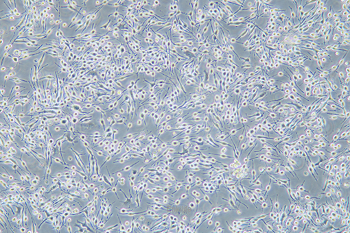大鼠嗜碱性白血病细胞RBL-2H3(种属鉴定) | EnkiLife恩玑生命