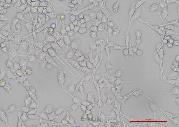 大鼠雪旺细胞RSC96(种属鉴定) | EnkiLife恩玑生命