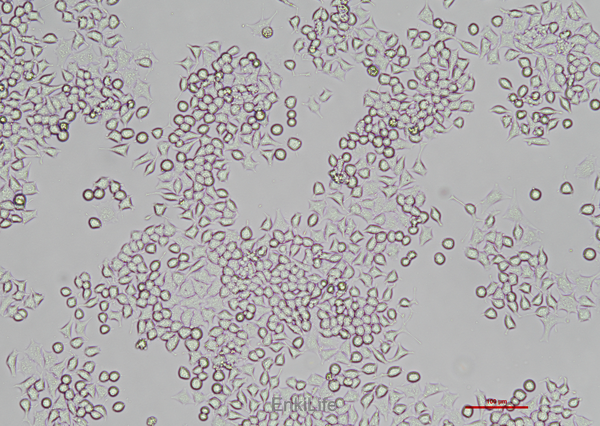 大鼠胰岛β细胞瘤细胞RIN-m5f(种属鉴定) | EnkiLife恩玑生命