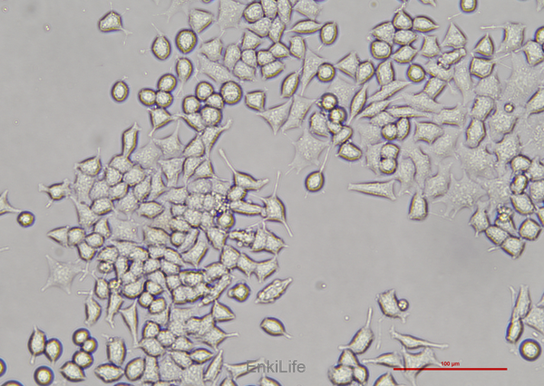 大鼠胰岛β细胞瘤细胞RIN-m5f(种属鉴定) | EnkiLife恩玑生命