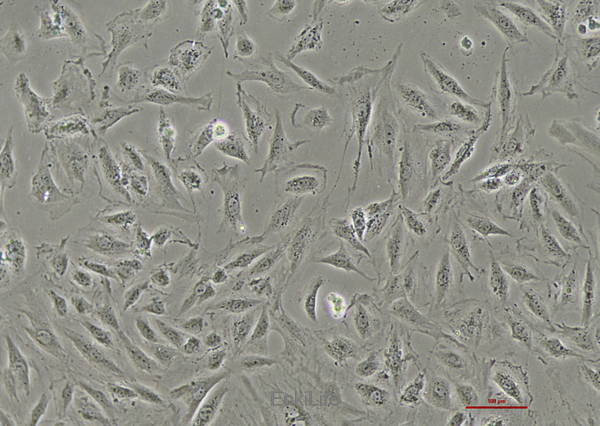 大鼠正常肾成纤维细胞NRK-49F(种属鉴定) | EnkiLife恩玑生命