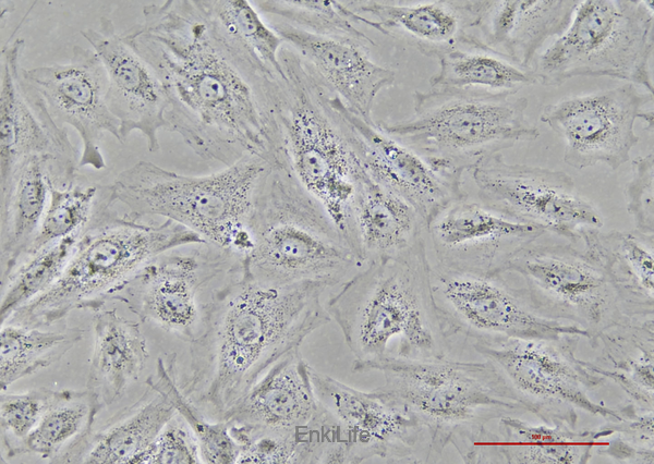大鼠正常肾成纤维细胞NRK-49F(种属鉴定) | EnkiLife恩玑生命