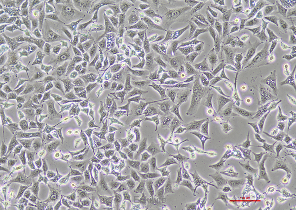 人非小细胞肺癌细胞 A549(STR鉴定) | EnkiLife恩玑生命