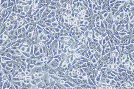 人非小细胞肺癌细胞NCI-H358(STR鉴定) | EnkiLife恩玑生命