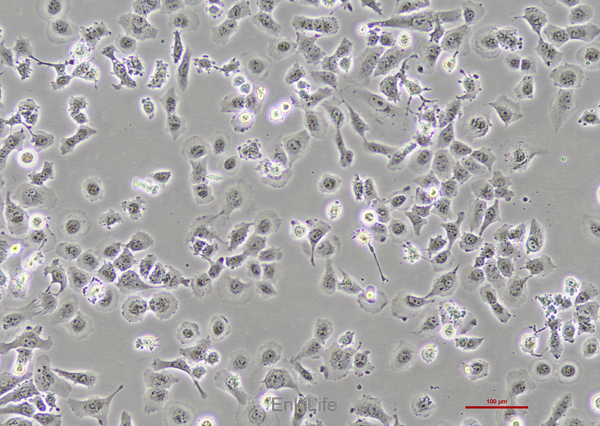 人肺癌细胞NCI-H23 [H23](STR鉴定) | EnkiLife恩玑生命
