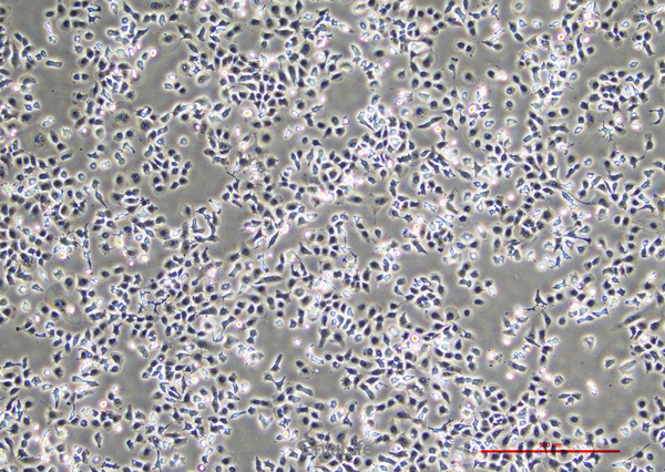人肺癌细胞NCI-H23 [H23](STR鉴定) | EnkiLife恩玑生命