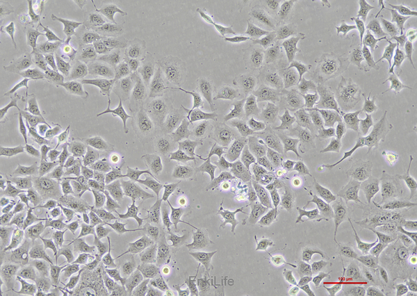 人肺腺癌细胞NCI-H1975(STR鉴定) | EnkiLife恩玑生命