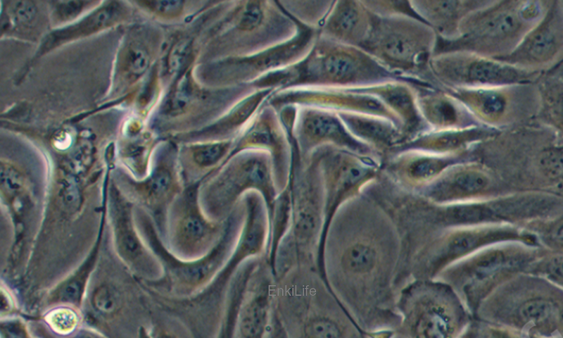 人肺腺癌细胞NCI-H3255（STR鉴定） | EnkiLife恩玑生命