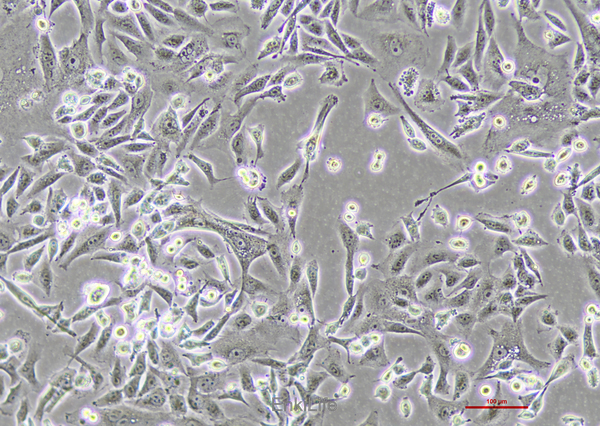人肝癌细胞sk-hep-1(STR鉴定) | EnkiLife恩玑生命