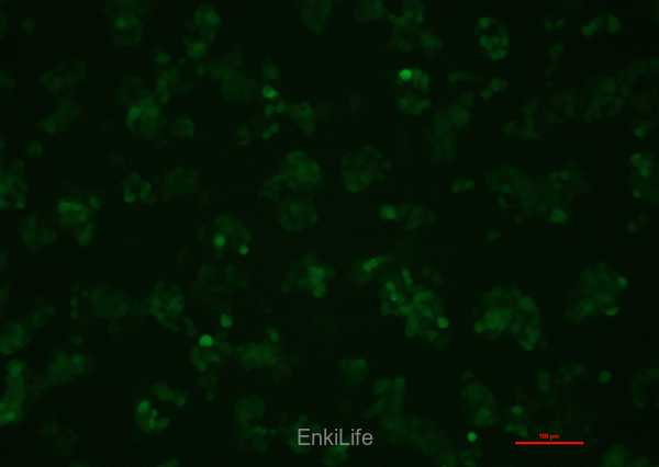 人肝癌细胞-绿色荧光标记HepG2-EGFP(STR鉴定) | EnkiLife恩玑生命