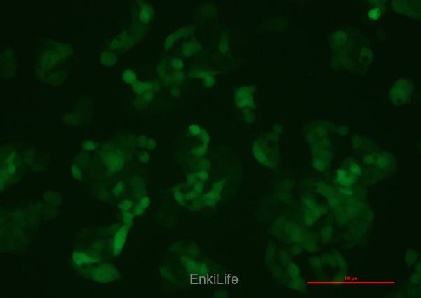 人肝癌细胞-绿色荧光标记HepG2-EGFP(STR鉴定) | EnkiLife恩玑生命