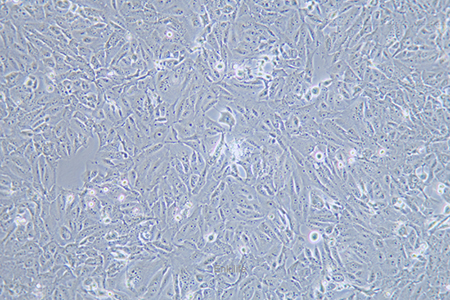 人骨肉瘤细胞143B(STR鉴定) | EnkiLife恩玑生命