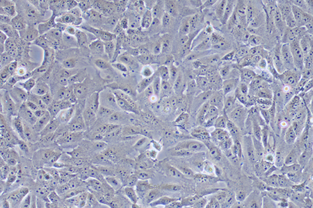 人骨肉瘤细胞143B(STR鉴定) | EnkiLife恩玑生命