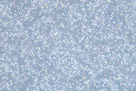 人骨髓增生异常综合征细胞MUTZ-1(STR鉴定) | EnkiLife恩玑生命