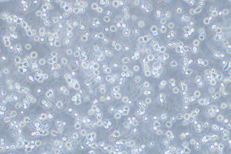 人骨髓增生异常综合征细胞MUTZ-1(STR鉴定) | EnkiLife恩玑生命