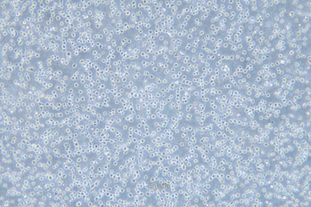 人骨髓增生异常综合征细胞MUTZ-1(STR鉴定) | EnkiLife恩玑生命