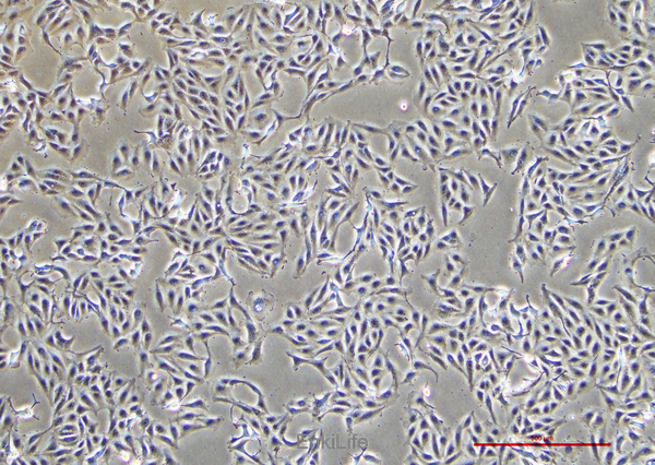 人黑色素瘤细胞A875(STR鉴定) | EnkiLife恩玑生命