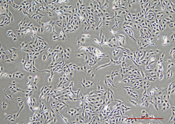 人黑色素瘤细胞A875(STR鉴定) | EnkiLife恩玑生命