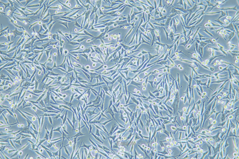 人黑素瘤细胞WM-115(STR鉴定) | EnkiLife恩玑生命