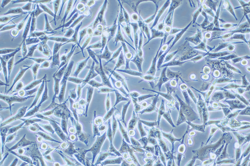 人黑素瘤细胞WM-115(STR鉴定) | EnkiLife恩玑生命